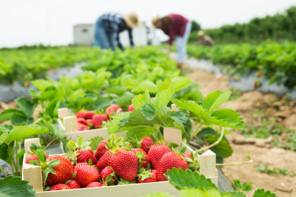 Workers picking strawberries in a field