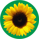 The hidden disability sunflower. A yellow sunflower on a green background.