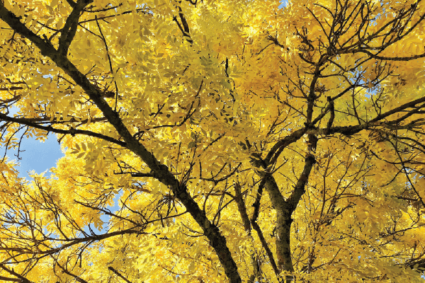 Tree with yellowing leaves looked at from below. Image taken in Wonga Ward by Eric Huang, sourced on Unsplash.